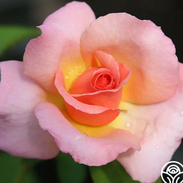 Heirloom Roses Compassion® Online
