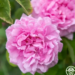Heirloom Roses Comte de Chambord Discount