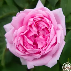 Heirloom Roses Comte de Chambord Discount
