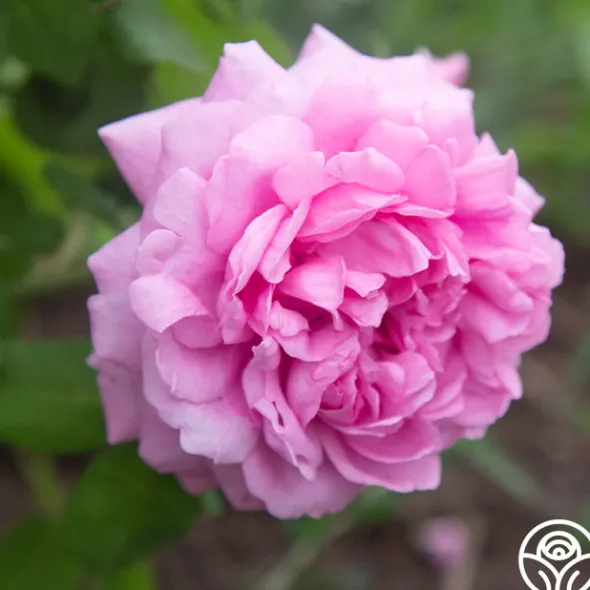 Heirloom Roses Comte de Chambord Discount