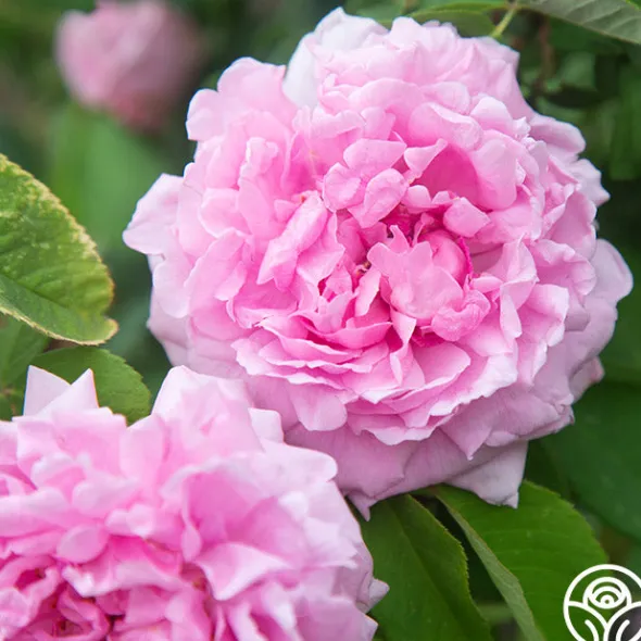 Heirloom Roses Comte de Chambord Discount