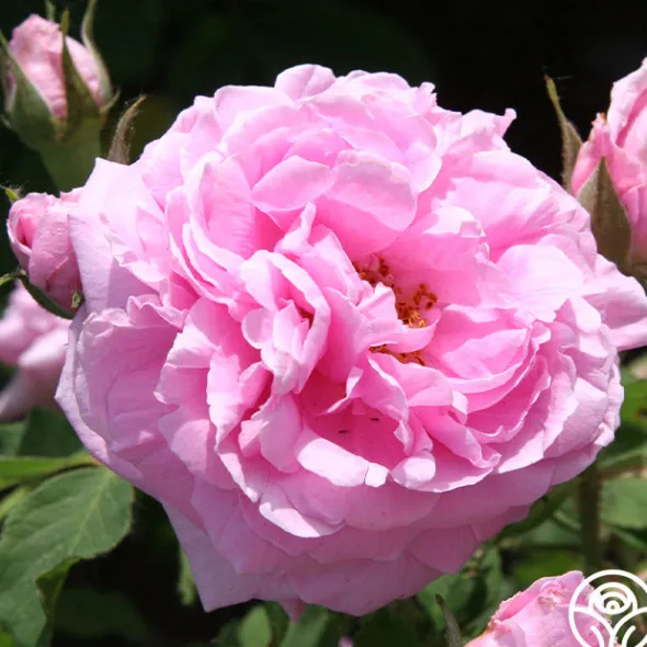 Heirloom Roses Comte de Chambord Discount