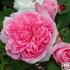 Heirloom Roses Comte de Chambord Discount