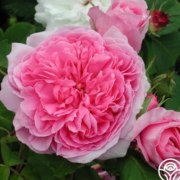 Heirloom Roses Comte de Chambord Discount