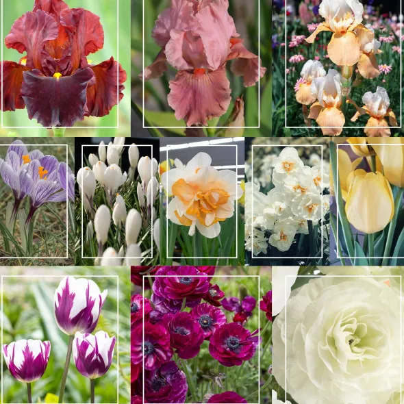Heirloom Roses Continuous Bloom Romantic Cottage Bundle New