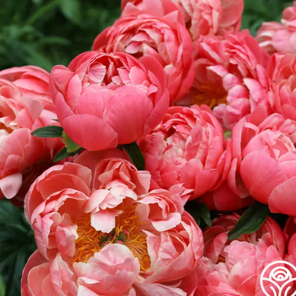 Heirloom Roses Coral Charm