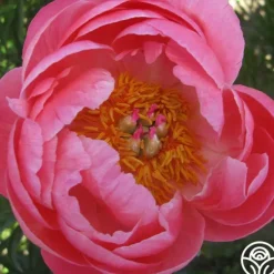 Heirloom Roses Coral Charm
