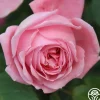 Heirloom Roses Coral Dawn® Best