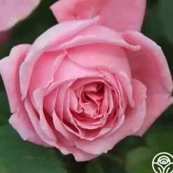 Heirloom Roses Coral Dawn® Best