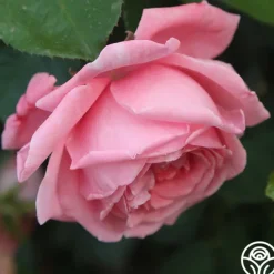 Heirloom Roses Coral Dawn® Best