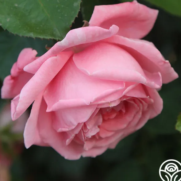 Heirloom Roses Coral Dawn® Best