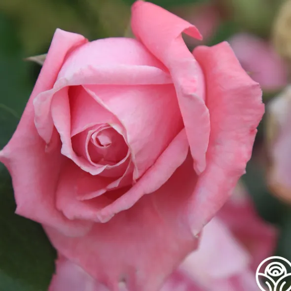 Heirloom Roses Coral Dawn® Best