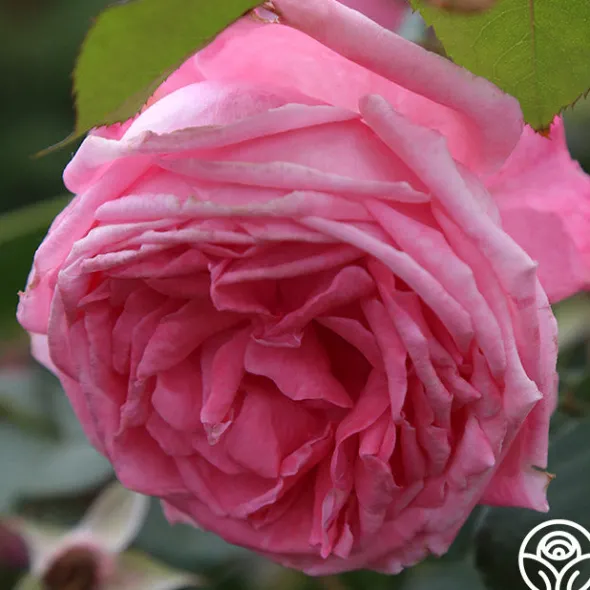 Heirloom Roses Coral Dawn® Best