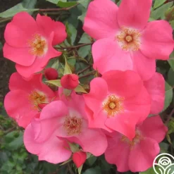 Heirloom Roses Coral Meidiland® Online