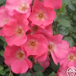 Heirloom Roses Coral Meidiland® Online