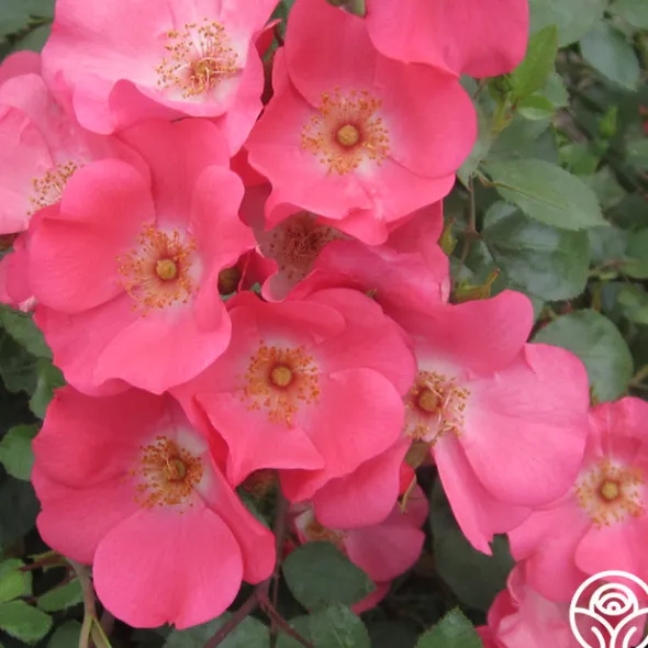 Heirloom Roses Coral Meidiland® Online