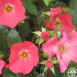 Heirloom Roses Coral Meidiland® Online