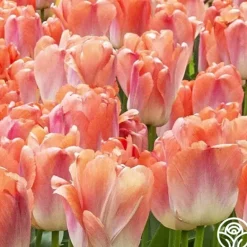 Heirloom Roses Coral Pride Clearance