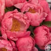 Heirloom Roses Coral Sunset
