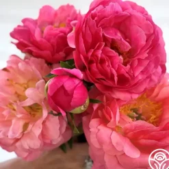 Heirloom Roses Coral Sunset