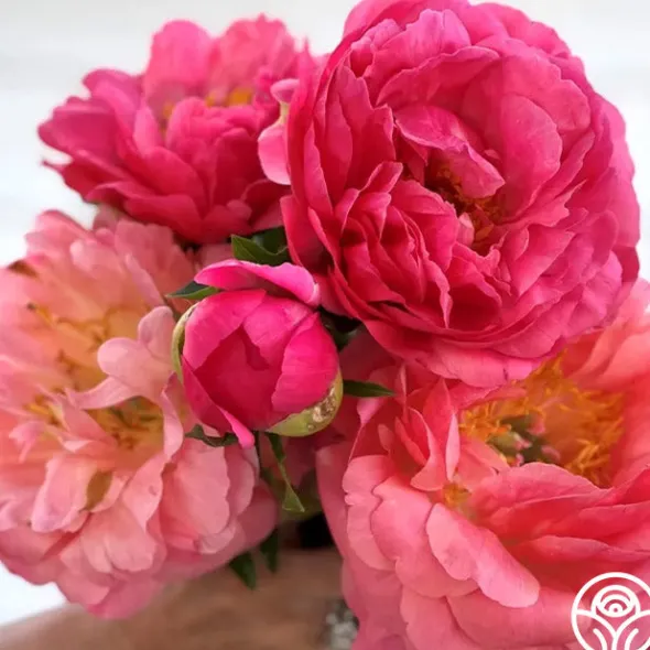 Heirloom Roses Coral Sunset