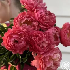 Heirloom Roses Coral Sunset