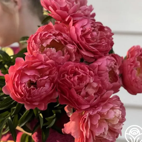 Heirloom Roses Coral Sunset