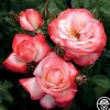 Heirloom Roses Coretta Scott King Outlet