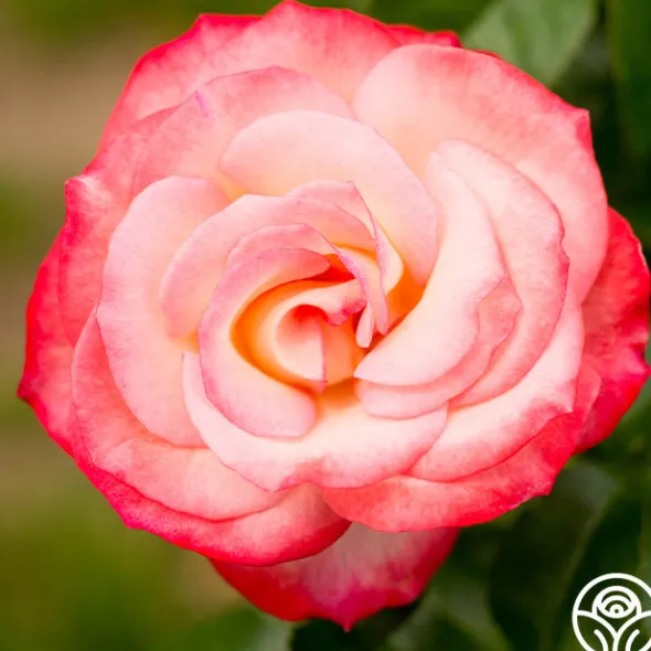 Heirloom Roses Coretta Scott King Outlet