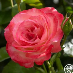 Heirloom Roses Coretta Scott King Outlet