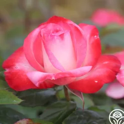 Heirloom Roses Coretta Scott King Outlet