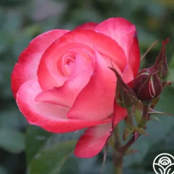 Heirloom Roses Coretta Scott King Outlet