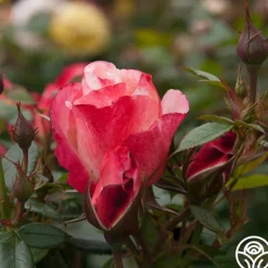 Heirloom Roses Coretta Scott King Outlet