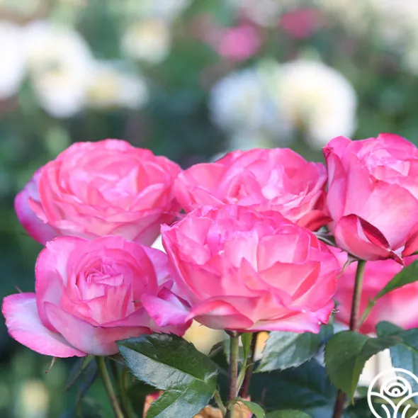 Heirloom Roses Coretta Scott King Outlet