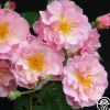 Heirloom Roses Cornelia Online
