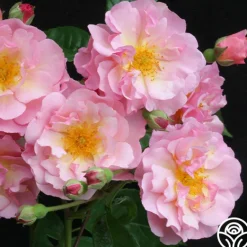 Heirloom Roses Cornelia Online