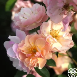Heirloom Roses Cornelia Online