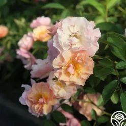 Heirloom Roses Cornelia Online