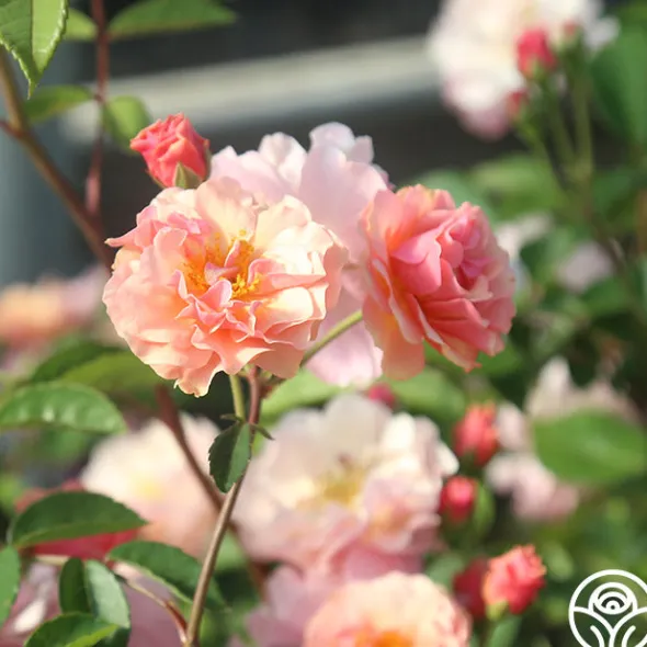 Heirloom Roses Cornelia Online