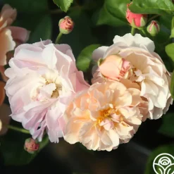 Heirloom Roses Cornelia Online