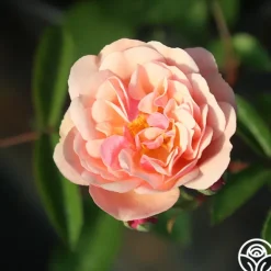 Heirloom Roses Cornelia Online