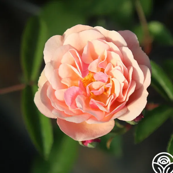 Heirloom Roses Cornelia Online