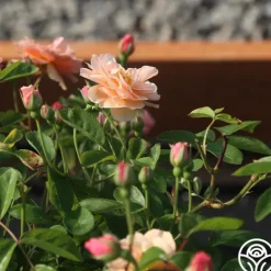 Heirloom Roses Cornelia Online