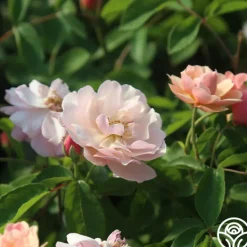 Heirloom Roses Cornelia Online