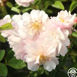 Heirloom Roses Cornelia Online