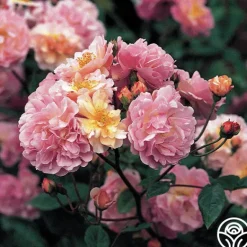 Heirloom Roses Cornelia Online
