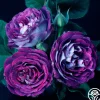 Heirloom Roses Cosmic Clouds™ Clearance