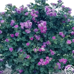 Heirloom Roses Cosmic Clouds™ Clearance