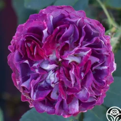 Heirloom Roses Cosmic Clouds™ Clearance