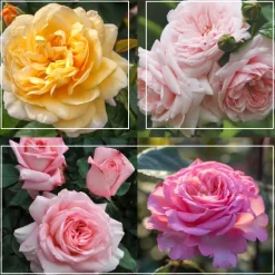 Heirloom Roses Cottage Garden Collection II Outlet